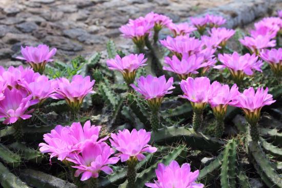 Jardín Botánico Regional de Cadereyta